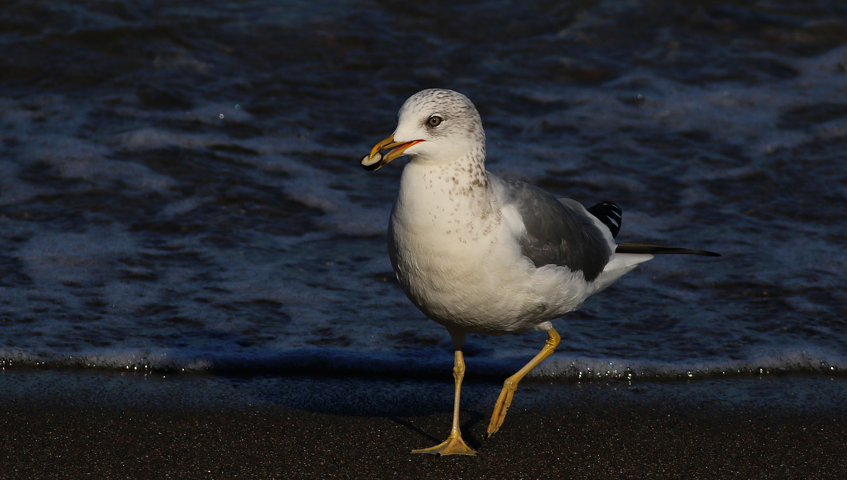 Mew Gull